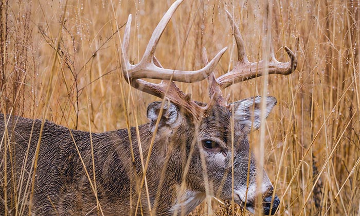 Canal Section Wildlife Management Area Deer Hunting