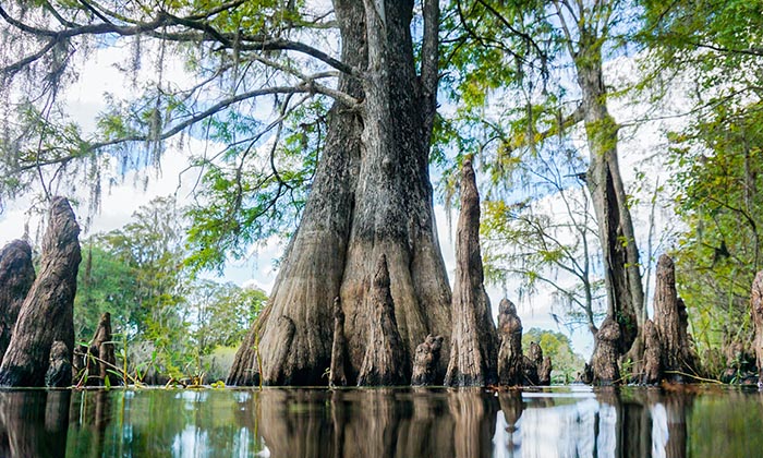 Cypress tress in Morgans Landing Park Monroe County